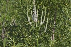 Culver's Root