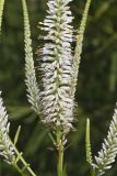 Culver's Root, Veronicastrum virginicum