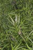 Culver's Root, Veronicastrum virginicum