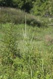 Culver's Root, Veronicastrum virginicum