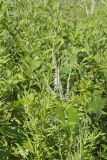 Culver's Root, Veronicastrum virginicum