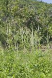 Culver's Root, Veronicastrum virginicum