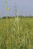 Culver's Root, Veronicastrum virginicum
