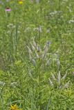 Culver's Root, Veronicastrum virginicum