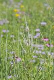 Culver's Root, Veronicastrum virginicum