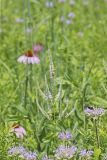 Culver's Root, Veronicastrum virginicum