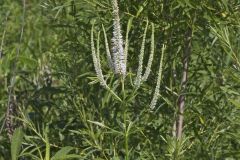 Culver's Root, Veronicastrum virginicum