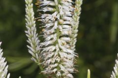 Culver's Root, Veronicastrum virginicum