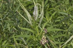 Culver's Root, Veronicastrum virginicum