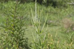 Culver's Root, Veronicastrum virginicum