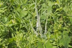 Culver's Root, Veronicastrum virginicum