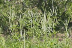 Culver's Root, Veronicastrum virginicum