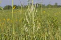Culver's Root, Veronicastrum virginicum