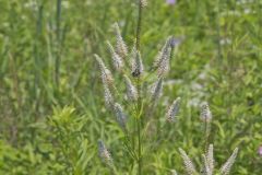 Culver's Root, Veronicastrum virginicum