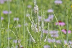 Culver's Root, Veronicastrum virginicum