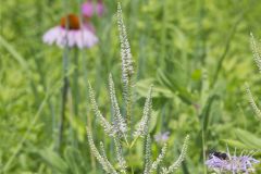 Culver's Root, Veronicastrum virginicum
