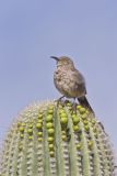 Curved-billed Thrasher, Toxostoma curvirostre