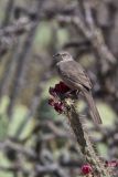 Curved-billed Thrasher, Toxostoma curvirostre