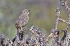 Curved-billed Thrasher