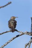 Curved-billed Thrasher, Toxostoma curvirostre
