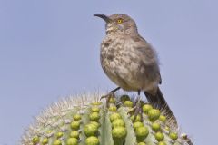 Curved-billed Thrasher, Toxostoma curvirostre