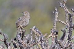 Curved-billed Thrasher, Toxostoma curvirostre