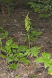 Cutleaf grapefern, Botrychium dissectum