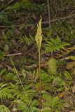 Cutleaf grapefern, Botrychium dissectum