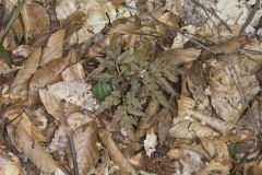 Cutleaf Grapefern, Botrychium dissectum