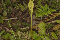 Cutleaf Grapefern, Botrychium dissectum