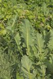 Cutleaf Prairie Dock, Silphium pinnatifidum