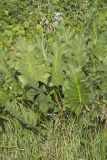 Cutleaf Prairie Dock, Silphium pinnatifidum