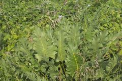 Cutleaf Prairie Dock