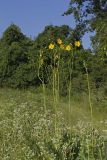 Cutleaf Prairie Dock, Silphium pinnatifidum
