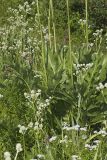 Cutleaf Prairie Dock, Silphium pinnatifidum
