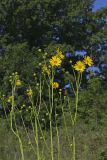 Cutleaf Prairie Dock, Silphium pinnatifidum