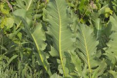 Cutleaf Prairie Dock, Silphium pinnatifidum
