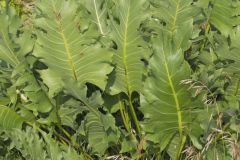 Cutleaf Prairie Dock, Silphium pinnatifidum