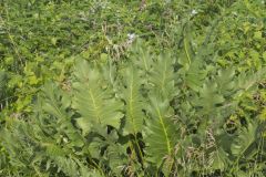 Cutleaf Prairie Dock, Silphium pinnatifidum