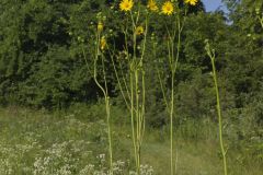 Cutleaf Prairie Dock, Silphium pinnatifidum