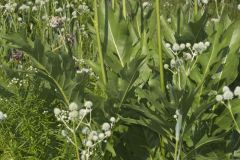 Cutleaf Prairie Dock, Silphium pinnatifidum