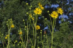 Cutleaf Prairie Dock, Silphium pinnatifidum