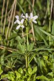 Cutleaf Toothwort, Cardamine concatenata