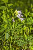 Cutleaf Toothwort, Cardamine concatenata