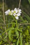 Cutleaf Toothwort, Cardamine concatenata