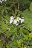 Cutleaf Toothwort, Cardamine concatenata