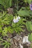 Cutleaf Toothwort, Cardamine concatenata