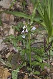 Cutleaf Toothwort, Cardamine concatenata