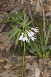 Cutleaf Toothwort, Cardamine concatenata