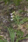 Cutleaf Toothwort, Cardamine concatenata